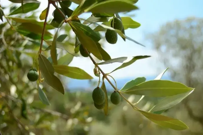 olivier représentation la naturopathie à Montpellier