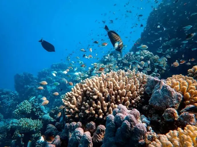 Poissons et coraux menacés par les filtres chimiques des crèmes solaires
