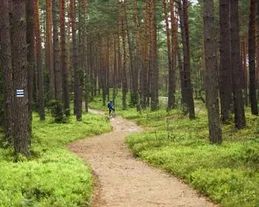 chamin dans la forêt symbolisant le chemin d'évolution en naturopathie